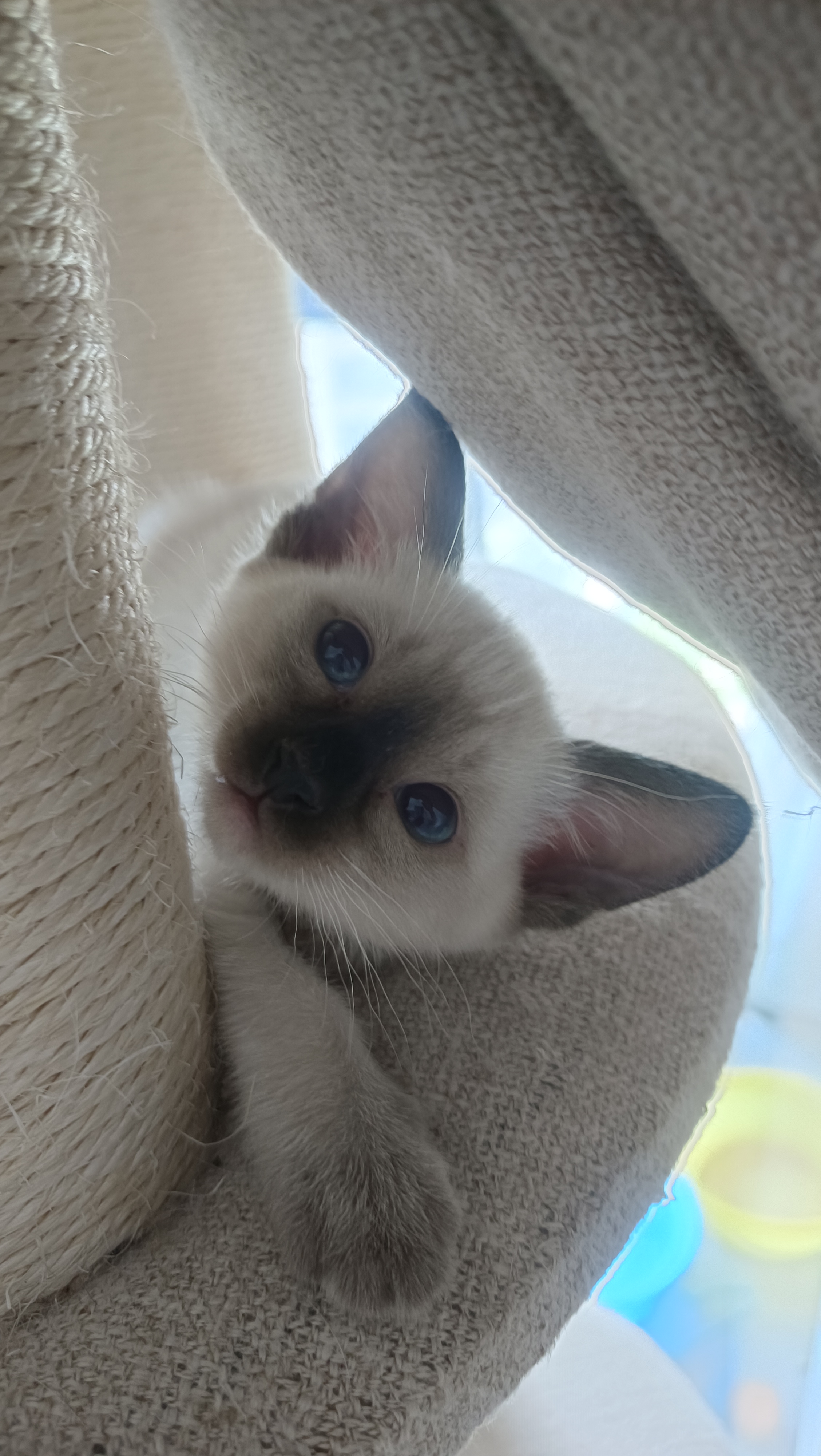 暹罗猫